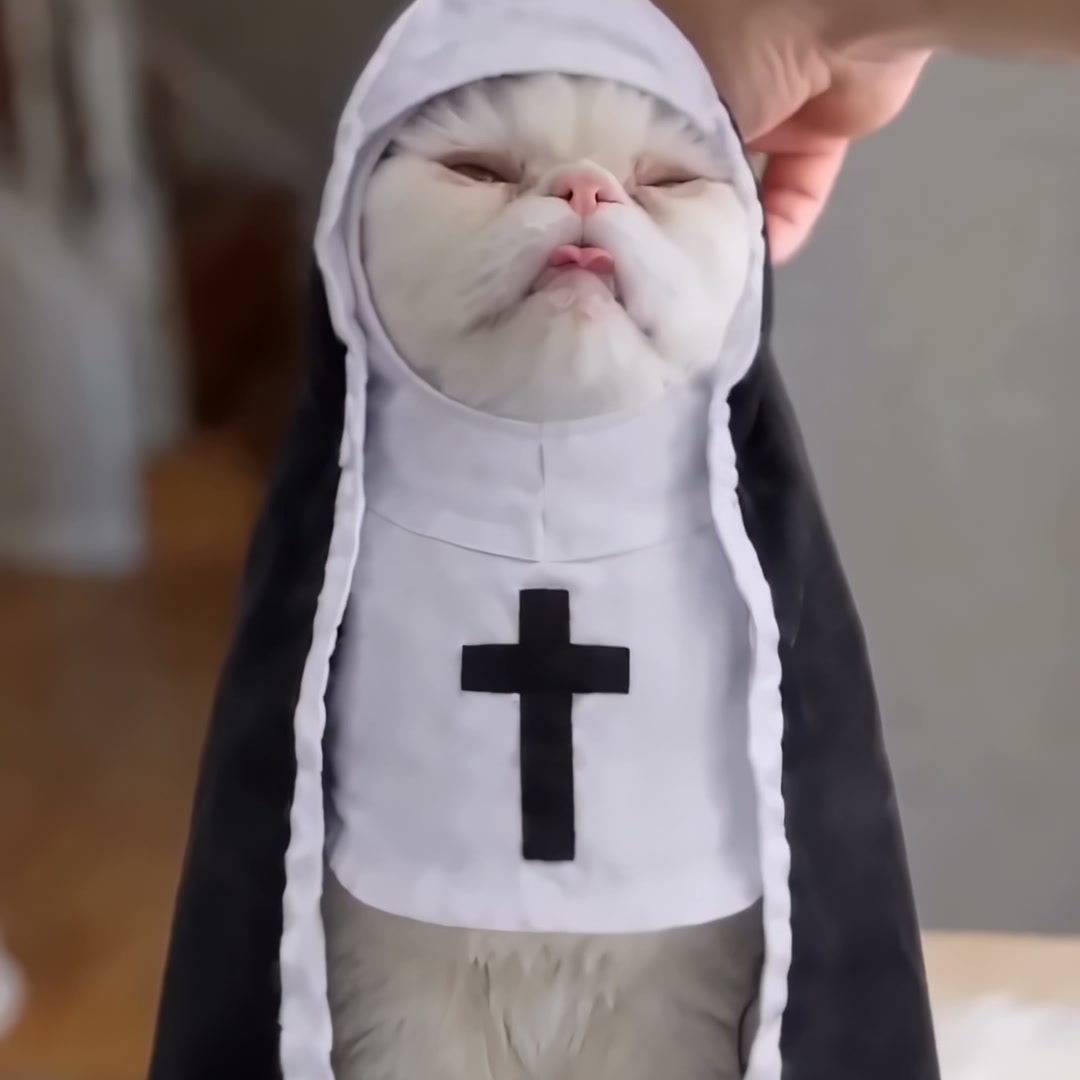 Purrgatory