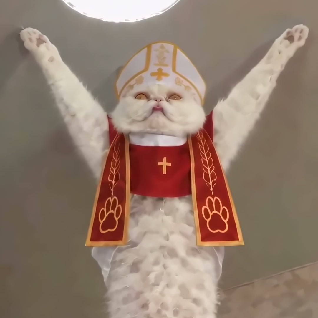 Purrgatory