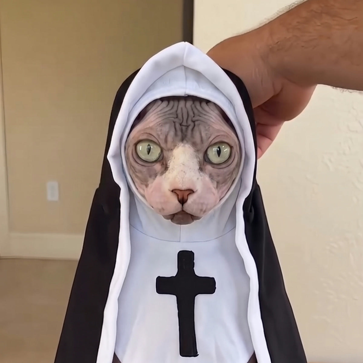 Sphynx cat wearing the nun costume