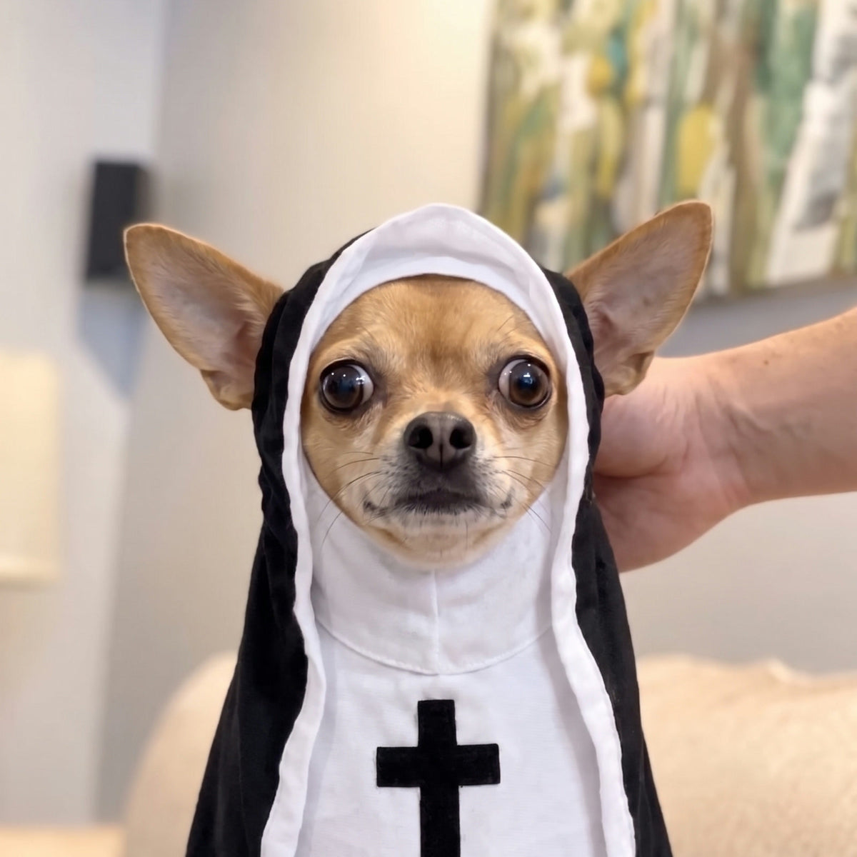 Chihuahua wearing the nun costume